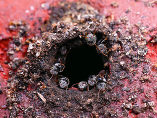 Stingless bee, jatai bee at the entrance of their hive