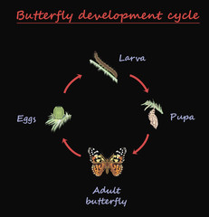 Butterfly development round cycle isolated on black background. Eggs, larva, pupa and adult butterfly in born progress. education vector illustration. 