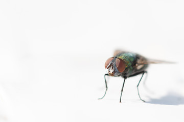 House fly