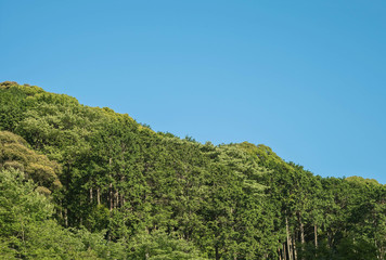 Fototapeta na wymiar Closeup blue sky with green tree background with copy space