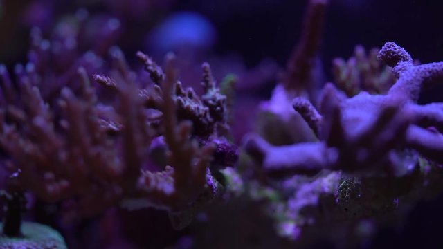 acropora coral on a reef