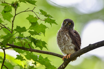 アオバズクの幼鳥