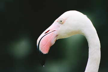 Pink flamingo, closeup, color toned