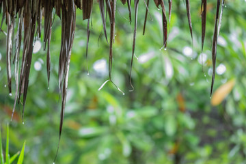 Close-up rain drops from the thatching roof in morning and green nature background.