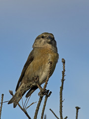 parrot crossbill (Loxia pytyopsittacus)