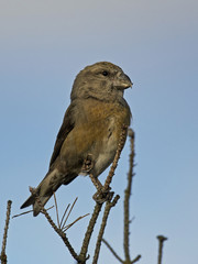 parrot crossbill (Loxia pytyopsittacus)