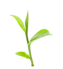 green tea leaf isolated on white background