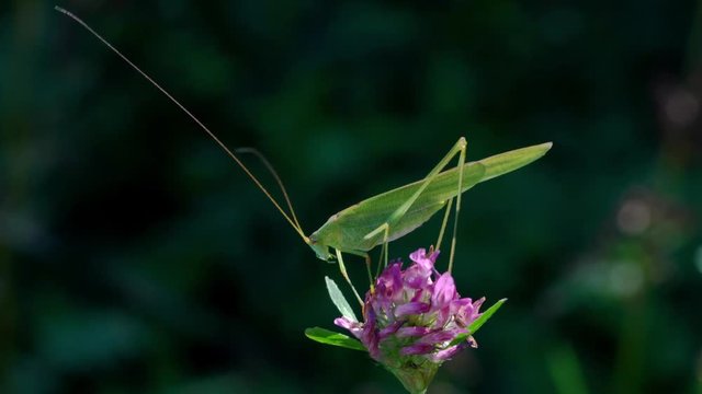 Green Grasshopper - (4K)