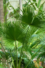 Fototapeta na wymiar Green leaves of fan palm tree.