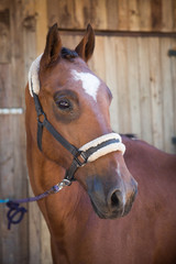 Fototapeta premium Kasztanowy Koń czeka przy stajniach