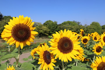 馬見丘陵公園　ひまわりウィーク