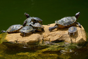Exotic turtle species Red-eared Slider (Trachemys scripta elegans) sunbathing on rock in reservoir or pond.