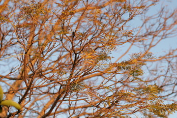 winter leaves