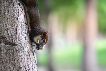 A squirrel eating nuts on the tree trunk.