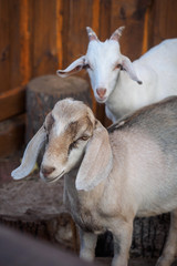 two young goats white and brown in the paddock