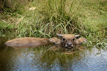 Fototapeta premium Dude I'm in the bath