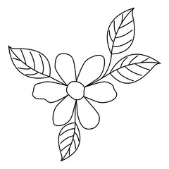 beautiful flower and leafs garden vector illustration design