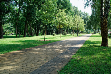 Public park with lawn bench and green tree, place for relaxation.