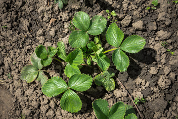 Strawberry plant in the garden. Selective focus.