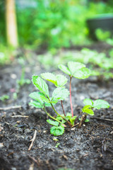 Strawberry plant in the garden. Selective focus.