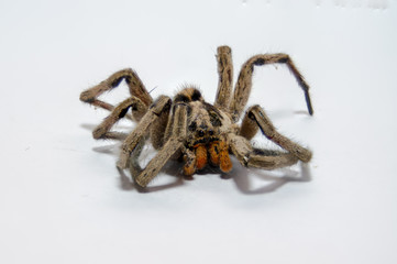 araña