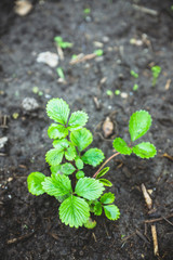 Strawberry plant in the garden. Selective focus.
