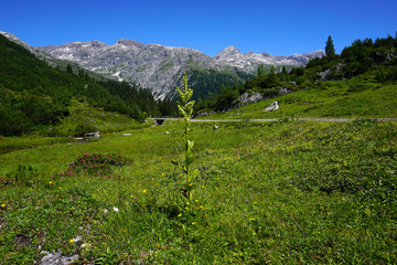 Fototapeta na wymiar Lechquellengebirge, Zugertal, Oesterreich, Vorarlberg,