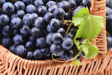 Grapes, this year's harvest