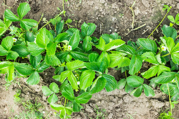Strawberry plant in the garden. Selective focus.