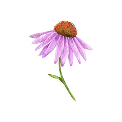watercolor drawing flower of echinacea - obrazy, fototapety, plakaty