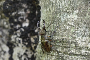 ミヤマクワガタ