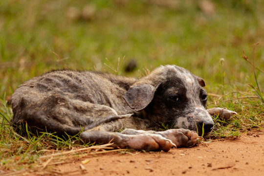 Starving puppy