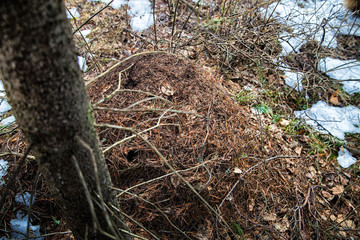 Ant hill in a pine forest in early spring