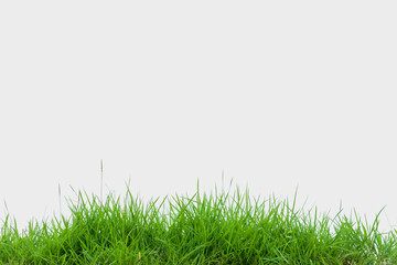 Obraz na płótnie Canvas green grass on white background