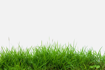 green grass on white background