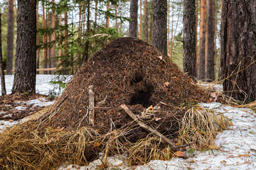 Ant hill in a pine forest in early spring