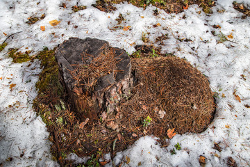 Ant hill in a pine forest in early spring