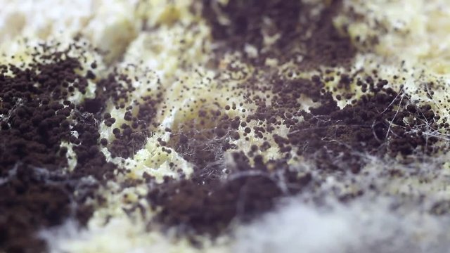Macro Of Mold On Food, Bread. Moldy food. Black mold growing on rye mixture bread