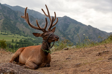 Fototapeta premium Zbliżenie pięknego brązowego jelenia z dużymi rogami leży i patrzy w kamerę na tle górskiego krajobrazu i błękitnego nieba. Portret jelenia w górach Ałtaj