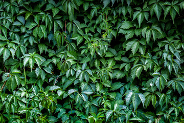 Green vegetative wall of natural grapes on a summer day, background of green in grapes