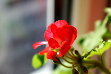 Red geraniums bloom on the window. Red house geranium. Pelargonium hortorum.