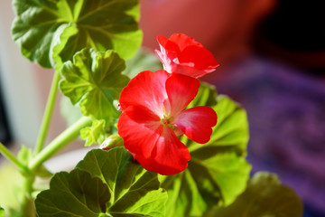 Red geraniums bloom on the window. Red house geranium. Pelargonium hortorum.