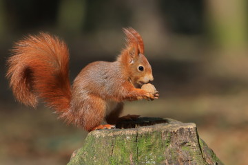 Art view on wild nature. Cute red squirrel with long pointed ears in autumn scene . Wildlife in November forest. Squirrel sitting on the stump with a nut.