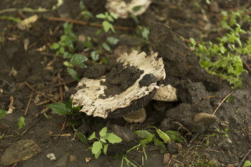 Closeup white champignons in the forest. Macro wild mushrooms.