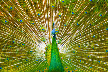 Obraz premium Peacock With Beautiful Feathers