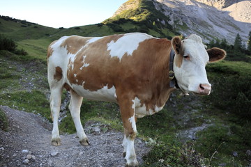 Fototapeta na wymiar junge Kuh auf der Bergweide