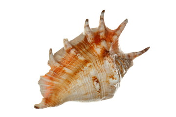 freigestellte Muschel