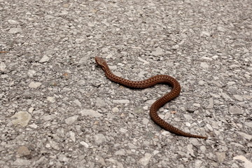 kleine Kreuzotter auf dem Boden