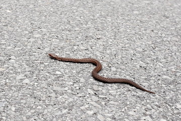 kleine braune Kreuzotter