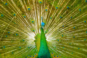 Fotobehang Peacock With Beautiful Feathers © noorhaswan